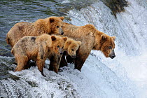 Grizzly bear (Ursus arctos horribilis) mother with three cubs (18 months) fishing on Brooks falls, Brooks river, Katmai National Park, Alaska, USA, July