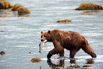 Kodiak brown bear (Ursus arctos middendorffi) carrying Salmon in mouth, Kodiak Island, Alaska, USA, July