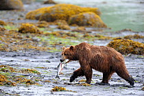 Kodiak brown bear (Ursus arctos middendorffi) carrying Salmon, Kodiak Island, Alaska, USA, July
