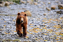 Male Kodiak brown bear (Ursus arctos middendorffi) walking along beach, Kodiak Island, Alaska, USA, July