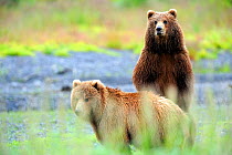 Two Kodiak brown bears (Ursus arctos middendorffi) one standing on hind legs, Kodiak Island Alaska, USA, July