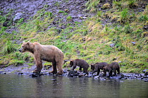 Kodiak brown bear (Ursus arctos middendorffi) mother and three spring cubs at waters edge, Kodiak Island, Alaska, USA, July