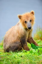 Young female Kodiak brown bear (Ursus arctos middendorffi) 18 months old, sitting, Kodiak Island Alaska, USA, July
