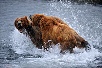 Female Kodiak brown bear (Ursus arctos middendorffi) fighting male to protect her cubs, Kodiak Island, Alaska, USA, July