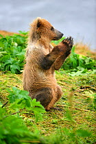 Young female Kodiak brown bear (Ursus arctos middendorffi) 18 months old, playing with grass, Kodiak Island, Alaska, USA, July