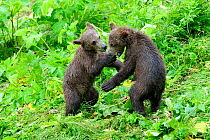 Two Kodiak brown bear (Ursus arctos middendorffi) spring cubs play fighting, Kodiak Island, Alaska, USA, July