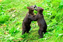 Two Kodiak brown bear (Ursus arctos middendorffi) spring cubs play fighting, Kodiak Island, Alaska, USA, July