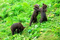 Three Kodiak brown bear (Ursus arctos middendorffi) spring cubs, two play fighting, Kodiak Island, Alaska, USA, July