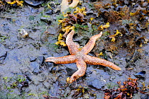 Common starfish (Asterias rubens) Kodiak Island, Alaska, USA, July