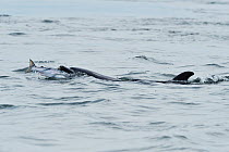 Female Bottlenosed dolphin (Tursiops truncatus) with sea trout, Moray Firth, Nr Inverness, Scotland, May 2008