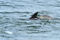 Female Bottlenosed dolphin (Tursiops truncatus) with calf surfacing, patrolling rip-current searching for Salmon / Sea trout, Moray Firth, Nr Inverness, Scotland, May 2008