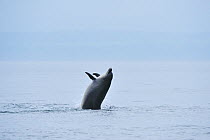Bottlenosed dolphin (Tursiops truncatus) breaching, Moray Firth, Nr Inverness, Scotland, May 2008