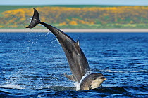 Bottlenosed dolphins (Tursiops truncatus) one jumping the other surfacing, Moray Firth, Nr Inverness, Scotland, May 2008, Sequence 2/4