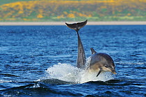 Bottlenosed dolphins (Tursiops truncatus) one jumping the other surfacing, Moray Firth, Nr Inverness, Scotland, May 2008, Sequence 4/4