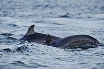 Two Bottlenosed dolphins (Tursiops truncatus) patrolling rip-current, Moray Firth, Nr Inverness, Scotland, June 2008