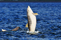 Juvenile Bottlenosed dolphins (Tursiops truncatus) playing, one leaping out of water, Moray Firth, Nr Inverness, Scotland, June 2008