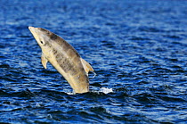 Juvenile Bottlenosed dolphins (Tursiops truncatus) jumping, Moray Firth, Nr Inverness, Scotland, June 2008