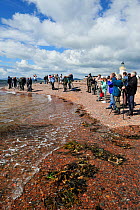 Visitors and local people watching Bottlenosed dolphins (Tursiops truncatus) off coast at Chanonry Point, Moray Firth, Nr Inverness, Scotland, June 2008
