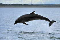 Bottlenosed dolphin (Tursiops truncatus) jumping, Moray Firth, Nr Inverness, Scotland, June 2008
