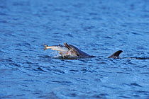 Bottlenosed dolphin (Tursiops truncatus) feeding on salmon, Moray Firth, Nr Inverness, Scotland, June 2008.