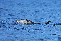 Bottlenosed dolphin (Tursiops truncatus) feeding on Salmon, Moray Firth, Nr Inverness, Scotland, June 2008
