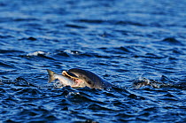 Bottlenosed dolphin (Tursiops truncatus) feeding on Salmon, Moray Firth, Nr Inverness, Scotland, July 2008