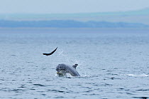 Bottlenosed dolphin (Tursiops truncatus) throwing Salmon into the air, Moray Firth, Nr Inverness, Scotland, July 2008