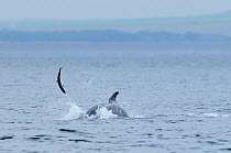 Bottlenosed dolphin (Tursiops truncatus) throwing salmon, Moray Firth, Nr Inverness, Scotland, July 2008