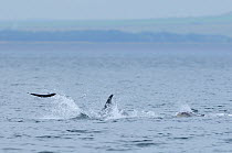 Bottlenosed dolphin (Tursiops truncatus) throwing salmon, Moray Firth, Nr Inverness, Scotland, July 2008