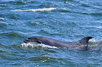 Bottlenosed dolphin (Tursiops truncatus) surfacing, Moray Firth, Nr Inverness, Scotland, April 2009