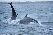 Two Bottlenosed dolphins (Tursiops truncatus) breaching, Moray Firth, Nr Inverness, Scotland, April 2009
