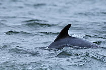 Bottlenosed dolphin (Tursiops truncatus) porpoising, dorsal fin showing, Moray Firth, Nr Inverness, Scotland, April 2009