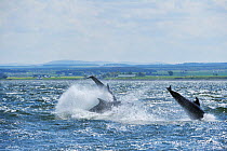 Bottlenosed dolphins (Tursiops truncatus) breaching, Moray Firth, Nr Inverness, Scotland, May 2009