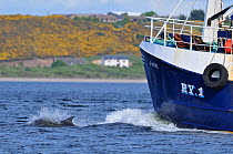 Bottlenosed dolphin (Tursiops truncatus) bow riding fishing boat, Moray Firth, Nr Inverness, Scotland, May 2009