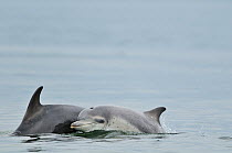 Female Bottlenosed dolphin (Tursiops truncatus) with calf surfacing, Moray Firth, Nr Inverness, Scotland, May 2009