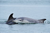 Female Bottlenosed dolphin (Tursiops truncatus) with calf surfacing, Moray Firth, Nr Inverness, Scotland, May 2009