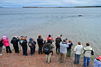 Visitors and local people gathering to watch and photograph Bottlenosed dolphins (Tursiops truncatus) on an incoming tide at Chanonry Point, Moray Firth, Nr Inverness, Scotland, May 2009