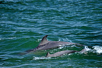 Two Bottlenosed dolphins (Tursiops truncatus) surfacing, Moray Firth, Nr Inverness, Scotland, May 2009