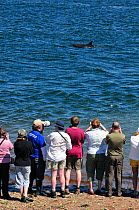 Rear view of visitors and local people watching Bottlenosed dolphins (Tursiops truncatus) on an incoming tide at Chanonry Point, Moray Firth, Nr Inverness, Scotland, May 2009