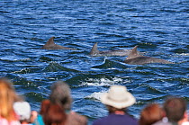 Rear view of visitors and local people watching Bottlenosed dolphins (Tursiops truncatus) on an incoming tide at Chanonry Point, Moray Firth, Nr Inverness, Scotland, July 2009