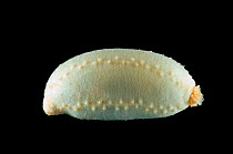 Deepsea holothurian / Sea cucumber {Abyssocucumis abyssorum} from OTSB trawl net at 2750m, Mid-Atlantic Ridge, North Atlantic Ocean
