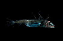 Lancetfish {Alepisaurus brevirostris} from Mid-Atlantic Ridge, North Atlantic Ocean