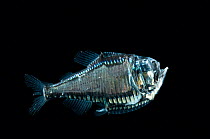 Greater silver hatchet fish (Argyropelecus gigas) Mid-Atlantic Ridge, North Atlantic Ocean