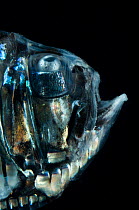 Greater silver hatchet fish (Argyropelecus gigas) head profile, Mid-Atlantic Ridge, North Atlantic Ocean