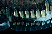 Close up of abdomen of Greater silver hatchet fish (Argyropelecus gigas) showing ventral light organs, Mid-Atlantic Ridge, North Atlantic Ocean