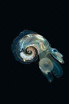 Heteropod mollusc (Atlanta peroni) from between 195-498m / 640-1634ft, Mid-Atlantic Ridge, North Atlantic Ocean