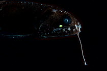 Deepsea fish {Borostomias antarcticus} showing snare, Mid-Atlantic Ridge, North Atlantic Ocean
