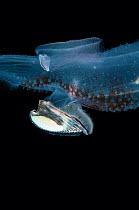 Close up of shell covering the viscera and gills of deepsea heteropod mollusc (Carinaria lamarcki) from between 188m and 74m, Mid-Atlantic Ridge, North Atlantic Ocean