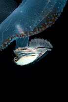 Close up of shell covering the viscera and gills of deepsea heteropod mollusc (Carinaria lamarcki) from between 188m and 74m, Mid-Atlantic Ridge, North Atlantic Ocean