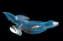 Deepsea heteropod mollusc (Carinaria lamarcki) from between 188m and 74m, Mid-Atlantic Ridge, North Atlantic Ocean